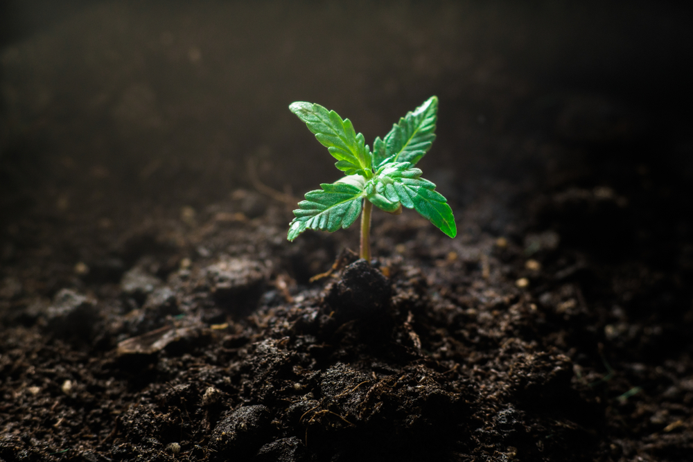 differenze erba fumo e pianta cannabis