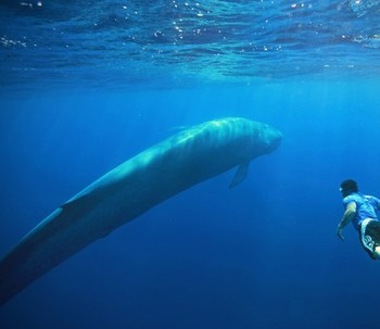 Blue Whale vera o falsa? Il rimedio è diventare consapevoli delle proprie emozioni