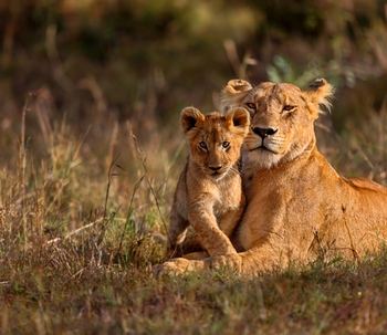 Maternità: la sindrome della leonessa
