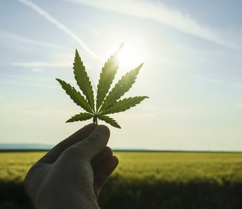 Gli effetti della cannabis sulla psiche umana