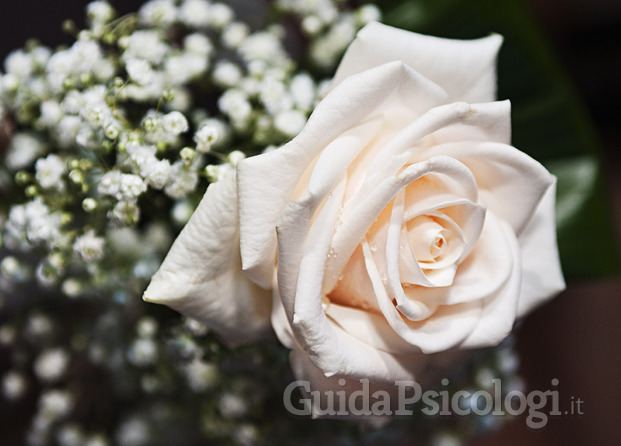 la serenità della rosa bianca
