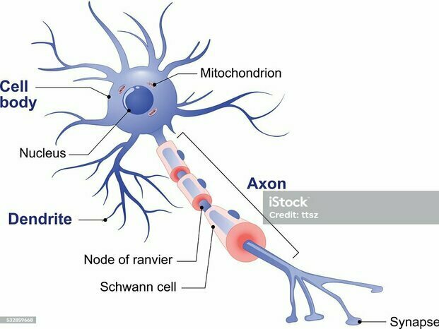 neurone.